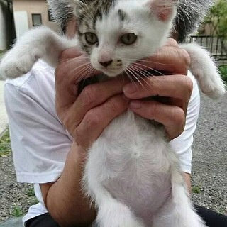 眉毛模様と口元のほくろがチャームポイント　ミルク君