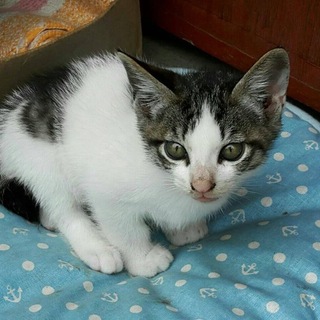 キジ白の可愛い男の子　あずき君