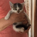 生後1か月とってもかわいい子猫ちゃん