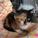 生後1か月とってもかわいい子猫ちゃん