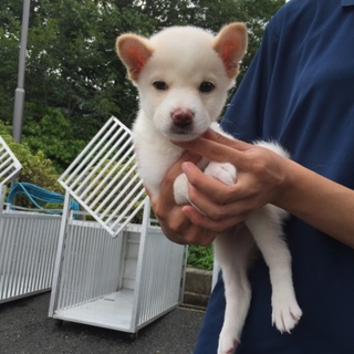 ミルくん♪3か月名古屋のご夫婦に決まりました