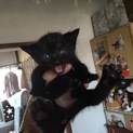 生後3週間♪とってもかわいい黒猫オスメス兄妹