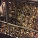 子供デグーの里親募集
