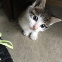 可愛い子猫のママになってあげて下さい。