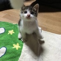可愛い子猫のママになってあげて下さい。