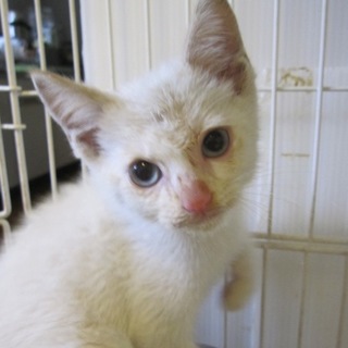 茶色のポイントブルーアイのシャム系Mixたるたる君