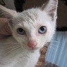 茶色のポイントブルーアイのシャム系Mixたるたる君 サムネイル5
