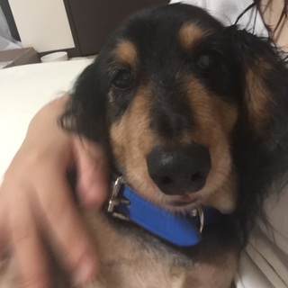 急募 里親様募集です。