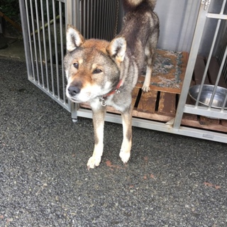 とっても穏やかな良い子です♪四国犬の阿波ちゃん