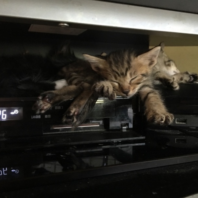 ホイ８８のカバー写真