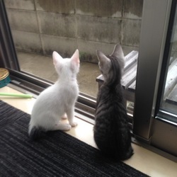 ワクチンと回虫