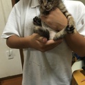 生後2ヶ月の子猫です^_^