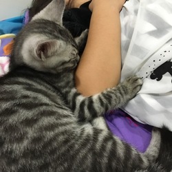 「ワクチンと回虫」サムネイル2