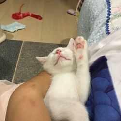 「ワクチンと回虫」サムネイル3