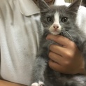 生後2ヶ月の子猫です。  里親が決まりました。