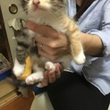 生後2ヶ月の子猫です。  里親が決まりました。