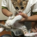 生後2ヶ月の子猫です。 里親が決まりました。