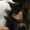 生後2ヶ月の子猫です。 交渉中です。