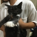 生後2ヶ月の子猫です。 交渉中です。
