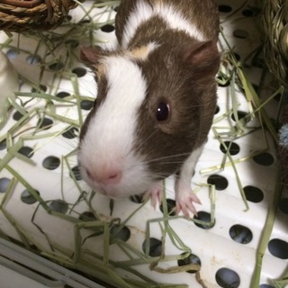 愛情を込めてお世話して頂ける里親様募集しています