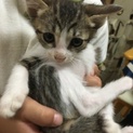 生後2ヶ月の子猫です。 里親が決まりました