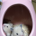 子供キンクマハムスター