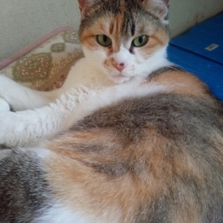 緊急！この子達を助けて下さい！①