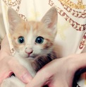 甘えんぼうの瞳がキレイな猫ちゃん