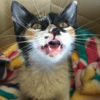 カリーちゃんが親切なかぞくにいきたいです。