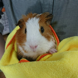 イングリッシュモルモットの男の子♪ 里親さん募集