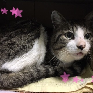 飼主が亡くなり２匹で持ち込まれました