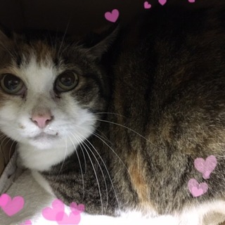 飼主死亡で新しい飼主募集！