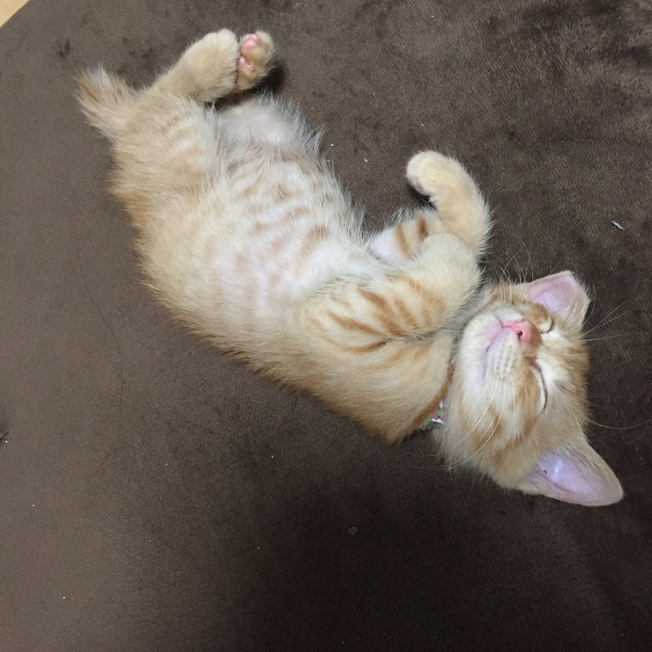シュークリームのカバー写真