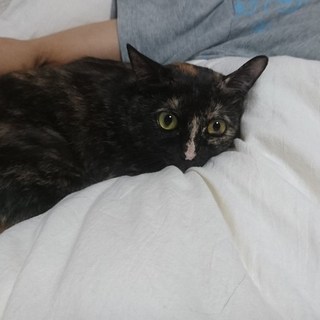 猫メス　約6ヶ月　大人しく穏やかなサビ猫