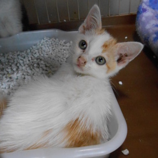 元気な子猫、白茶のみなと君