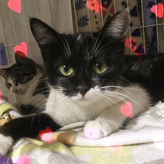 仲良しにゃんこ猫♥さくらちゃんです。