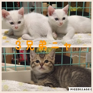 仲良し元気ッ子3兄弟