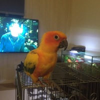 れいりー。