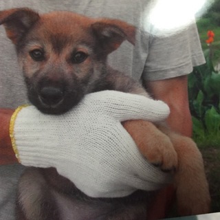 二ヶ月位の女の子 雑種