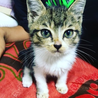 急遽募集！生後1ヶ月前後の子猫です！