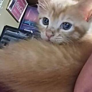  素敵な里親さんに巡り合えました（＾０＾）