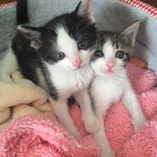 可愛い子猫ちゃんです