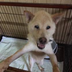 老犬銀次郎、元気です！