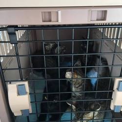 センターから仔猫緊急で引き出しました