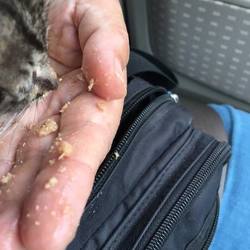 仔猫が餌を食べてくれました