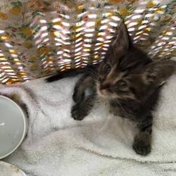 仔猫ちゃん、すっかり元気になりました