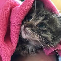 未熟児仔猫命名