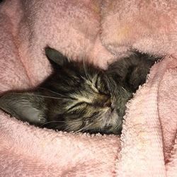 肩のりペペ、容態急変