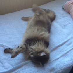 「新しいシーツにご満悦なベルクさん」サムネイル1