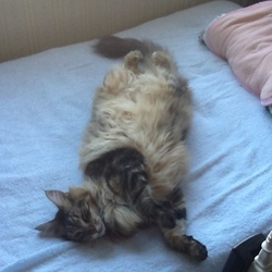 「新しいシーツにご満悦なベルクさん」サムネイル2